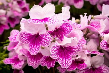 Plante care infloresc in ianuarie